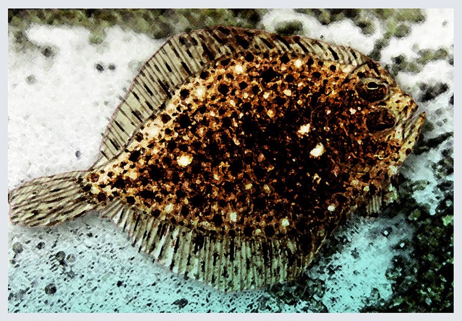 This is a painted speckled flounder resting on the sandy ocean floor bed.