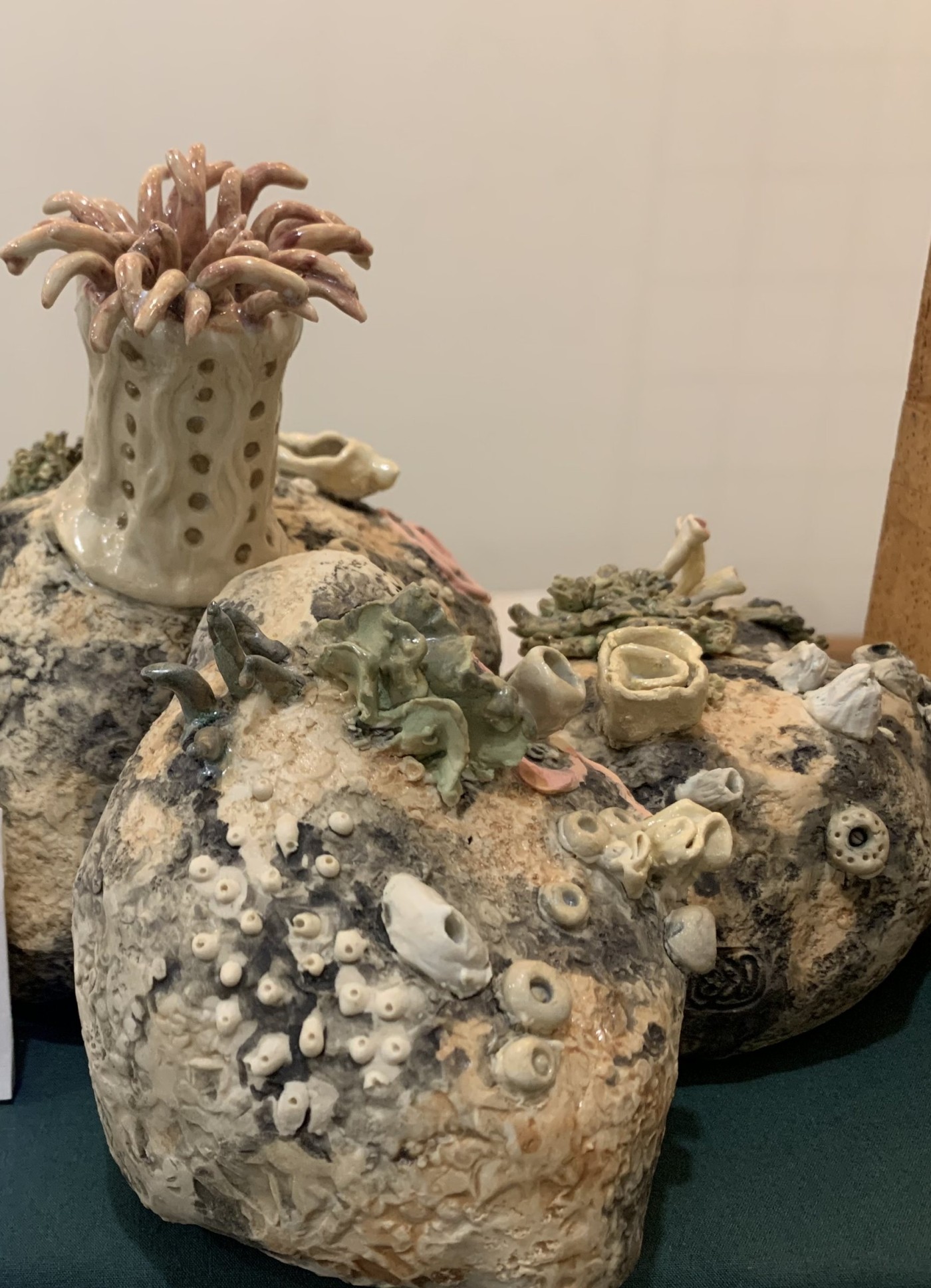 Rounded clay boulder forms crusted with barnacles|, limpets, algae and one rock featuring a pale anemone with pink tentacles